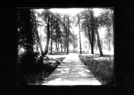 photo of Boardwalk into a Forest