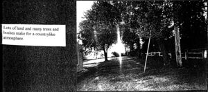 Photo of three trees of various heights