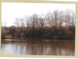 Body of water with several waterfowl on it, surrounded by trees in their fall foliage
