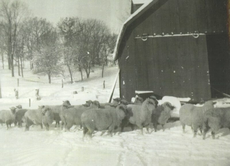 Photo of sheep in the winter