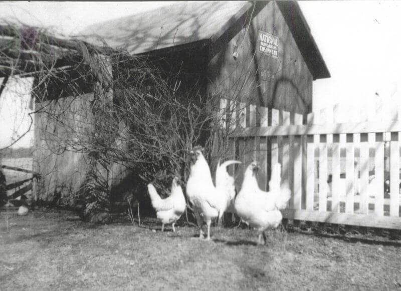 Photo of White Rock Chickens